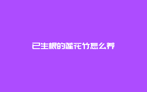 已生根的莲花竹怎么养