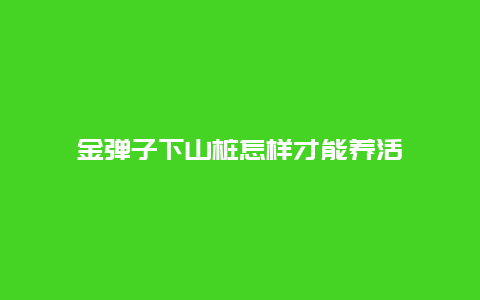 金弹子下山桩怎样才能养活