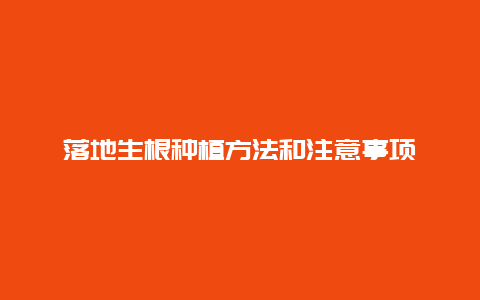 落地生根种植方法和注意事项