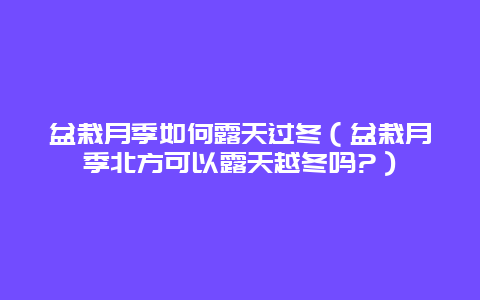 盆栽月季如何露天过冬（盆栽月季北方可以露天越冬吗?）