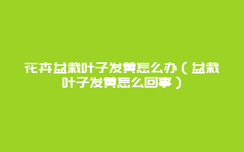 花卉盆栽叶子发黄怎么办（盆栽叶子发黄怎么回事）