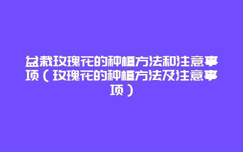 盆栽玫瑰花的种植方法和注意事项（玫瑰花的种植方法及注意事项）