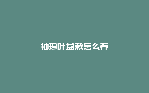 袖珍叶盆栽怎么养