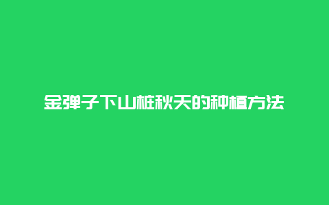 金弹子下山桩秋天的种植方法