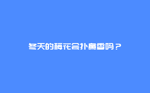 冬天的梅花会扑鼻香吗？