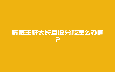 腊梅主杆太长且没分枝怎么办啊？