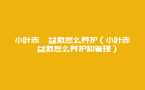 小叶赤楠盆栽怎么养护（小叶赤楠盆栽怎么养护和管理）