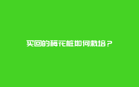 买回的梅花桩如何栽培？