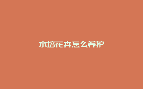 水培花卉怎么养护