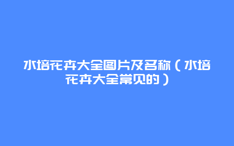 水培花卉大全图片及名称（水培花卉大全常见的）