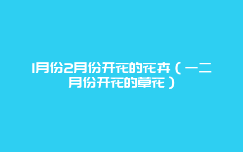 1月份2月份开花的花卉（一二月份开花的草花）