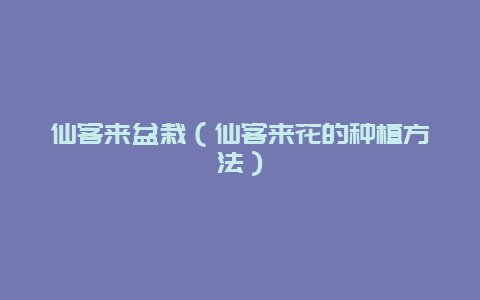 仙客来盆栽（仙客来花的种植方法）