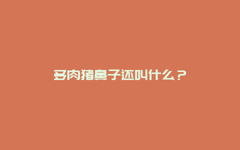 多肉猪鼻子还叫什么？