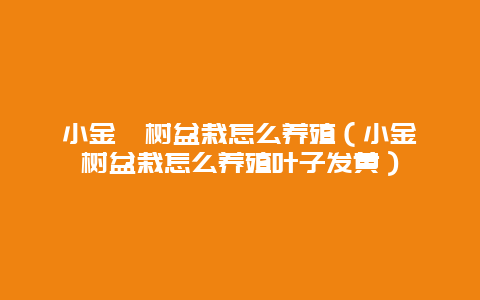 小金桔树盆栽怎么养殖（小金桔树盆栽怎么养殖叶子发黄）