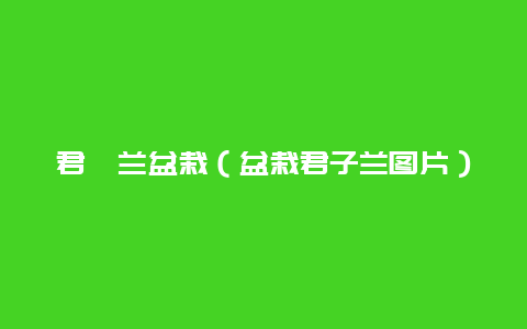 君孑兰盆栽（盆栽君子兰图片）