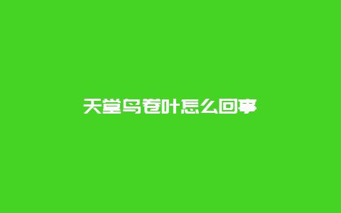 天堂鸟卷叶怎么回事