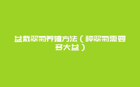 盆栽翠菊养殖方法（种翠菊需要多大盆）