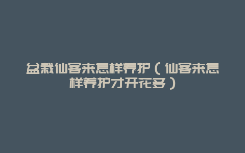 盆栽仙客来怎样养护（仙客来怎样养护才开花多）