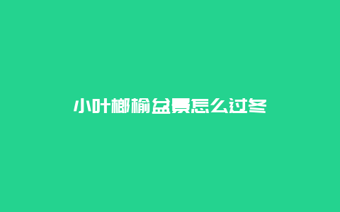 小叶榔榆盆景怎么过冬