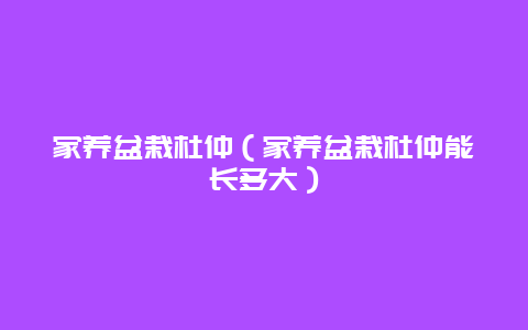 家养盆栽杜仲（家养盆栽杜仲能长多大）