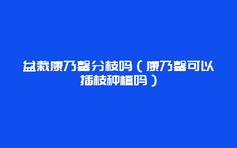 盆栽康乃馨分枝吗（康乃馨可以插枝种植吗）