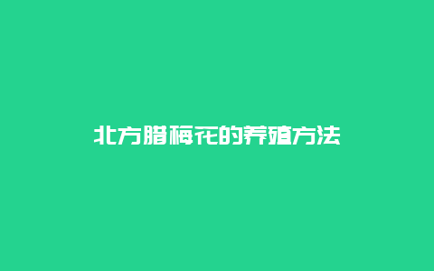 北方腊梅花的养殖方法