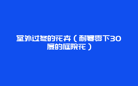 室外过冬的花卉（耐寒零下30度的庭院花）