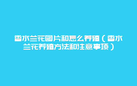 香水兰花图片和怎么养殖（香水兰花养殖方法和注意事项）