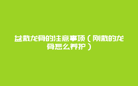 盆栽龙骨的注意事项（刚栽的龙骨怎么养护）