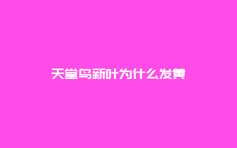 天堂鸟新叶为什么发黄