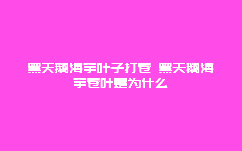 黑天鹅海芋叶子打卷 黑天鹅海芋卷叶是为什么