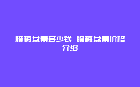 腊梅盆景多少钱 腊梅盆景价格介绍