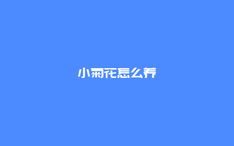 小菊花怎么养