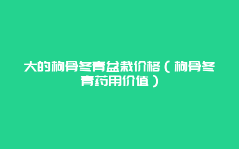 大的枸骨冬青盆栽价格（枸骨冬青药用价值）