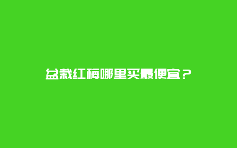 盆栽红梅哪里买最便宜？