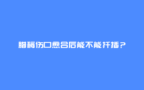 腊梅伤口愈合后能不能扦插？