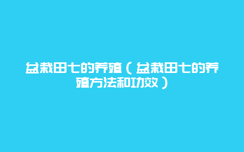 盆栽田七的养殖（盆栽田七的养殖方法和功效）