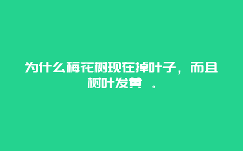 为什么梅花树现在掉叶子，而且树叶发黄 。