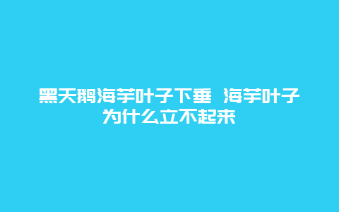 黑天鹅海芋叶子下垂 海芋叶子为什么立不起来