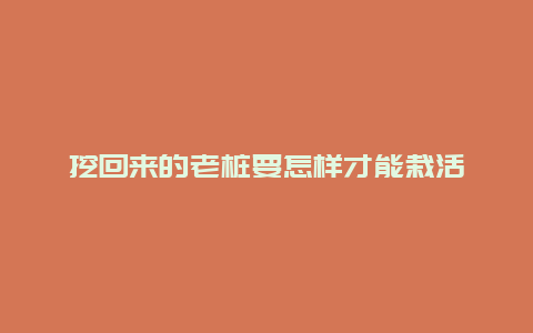 挖回来的老桩要怎样才能栽活