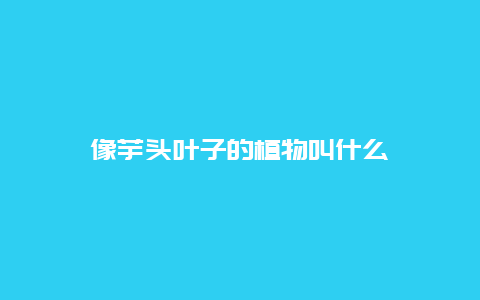 像芋头叶子的植物叫什么