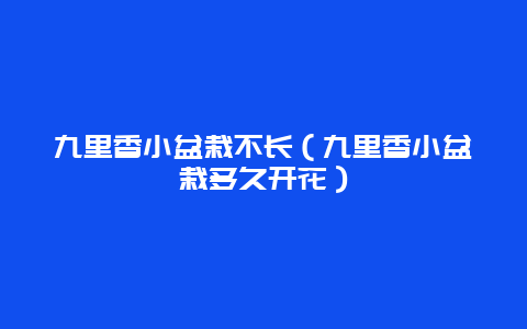 九里香小盆栽不长（九里香小盆栽多久开花）