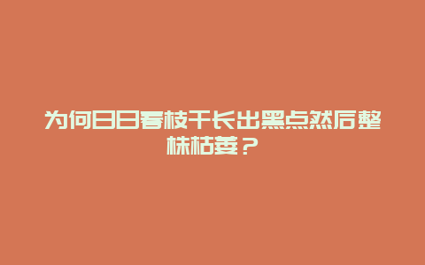 为何日日春枝干长出黑点然后整株枯萎？