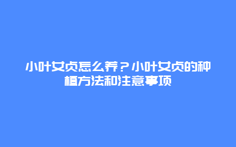 小叶女贞怎么养？小叶女贞的种植方法和注意事项