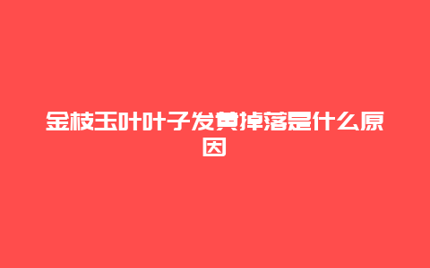 金枝玉叶叶子发黄掉落是什么原因