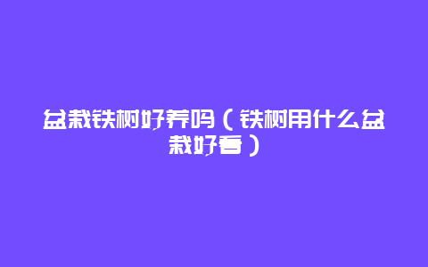 盆栽铁树好养吗（铁树用什么盆栽好看）