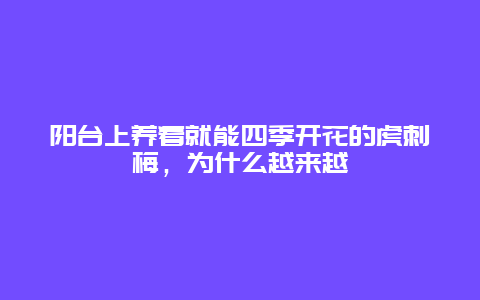 阳台上养着就能四季开花的虎刺梅，为什么越来越