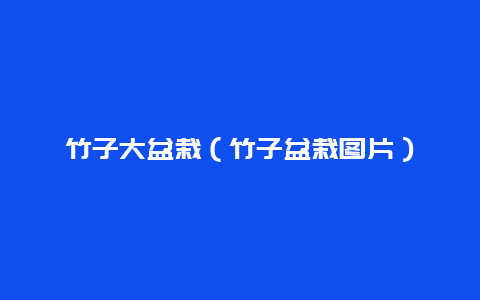 竹子大盆栽（竹子盆栽图片）