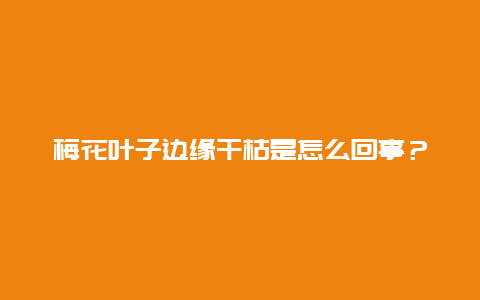 梅花叶子边缘干枯是怎么回事？