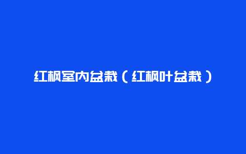 红枫室内盆栽（红枫叶盆栽）